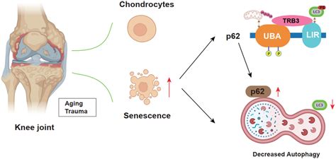 Chondrocyte Senescent Is Dependent On Trb3 A B Western Blotting