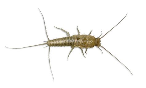 How to Eliminate Silverfish: What Causes Silverfish and How can I ...