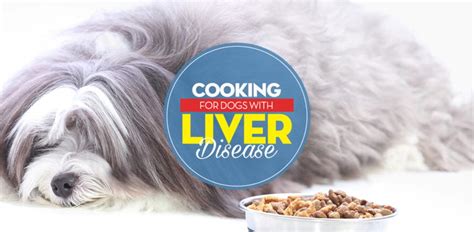 How to Feed Dogs With Liver Disease – Top Dog Tips