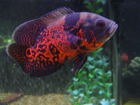 Tiger Oscar Fish