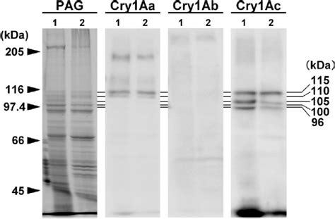 Ligand Blot Analysis Of Bbmv Proteins With Cry1aa Cry1ab And Cry1ac