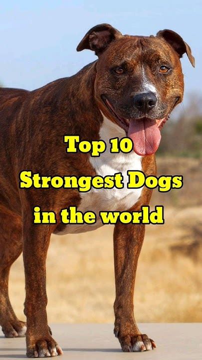 Top 10 Strongest Dogs Breeds In The World Youtube