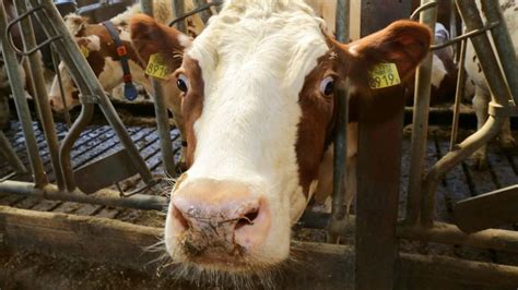 Start Onderzoek Hoe Communiceert De Veehouder Met Zijn Koeien