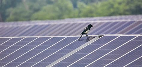 Solar Panel Bird Damage How To Prevent It And Stop It Now Discover Solar Power