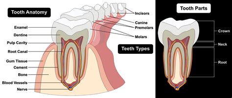 Parts Of The Tooth And Their Functions