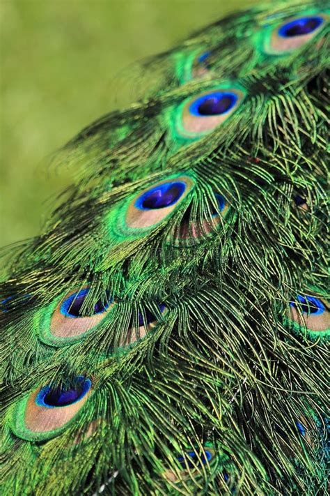 Ojo Del Pavo Real Detalle Foto De Archivo Imagen De Suave Redondo