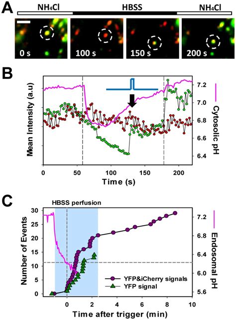 A B Time Lapse Images Of Single Aslv A Pseudovirus Fusion Manifested