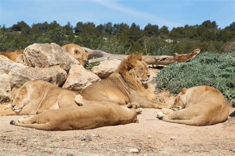 Grande Orgulho Dos Leões Que Encontram se Na Grama Foto de Stock