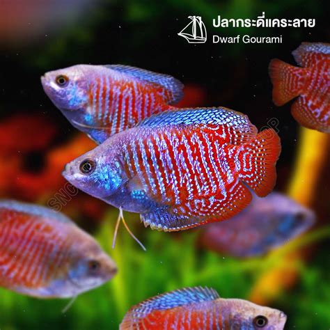 ปลากระด Dwarf Gourami LINE SHOPPING