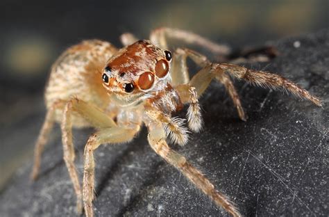 Jumping Spider Salticidae Qld Australia Aus 1279 Flickr