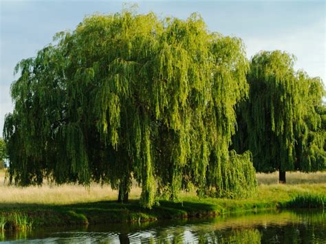 Willows