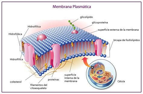 Membrana Plasmática Celula Procariota Y Eucariota Biología Celular