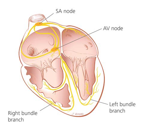 Heart Electrical Conduction System Diagram