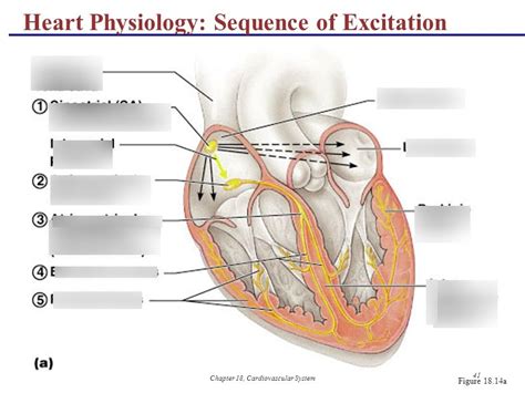 Anatomy II Exam 2 Diagram Quizlet