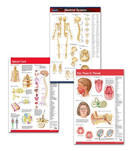 Medical Doctors Office Wall Art Bundle 3 Laminated 24 X 36 Anatomy Posters Skeletal System