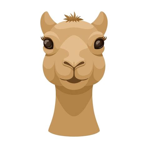 124 Camel Front View Stock Vectors And Vector Art Shutterstock