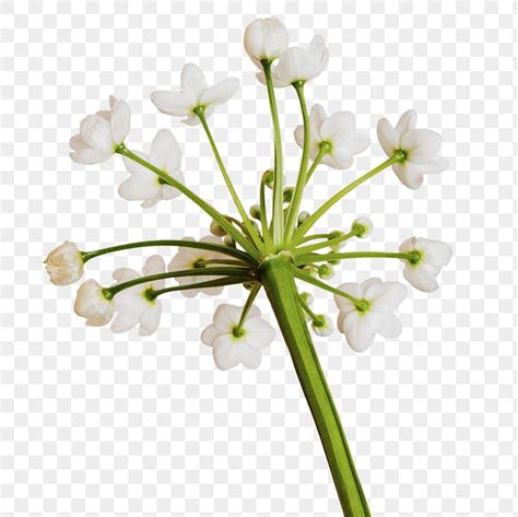 Natural White Allium Neapolitanum Flower Premium Png Sticker Rawpixel