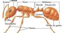 O Reino Das Formigas Um Blog Sobre Mirmecologia Anatomia De Uma Formiga