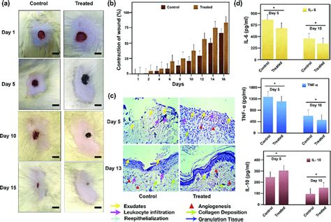 In Vivo Assessment Of Wound Healing A In Vivo Study Depicting