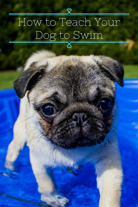 Tips For Teaching Your Dog How To Swim Artofit