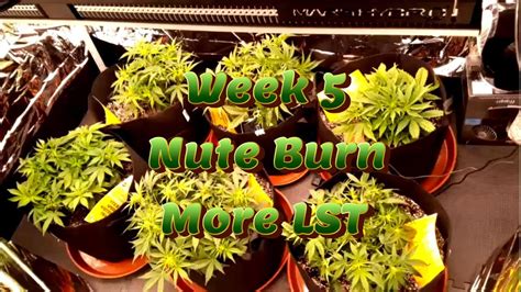 Week 5 Autoflower Grow Lst Nute Burn Youtube