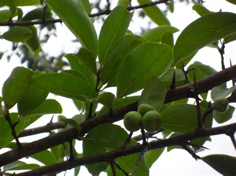 West African Plants - A Photo Guide - Flacourtia indica (Burm.f.) Merr.