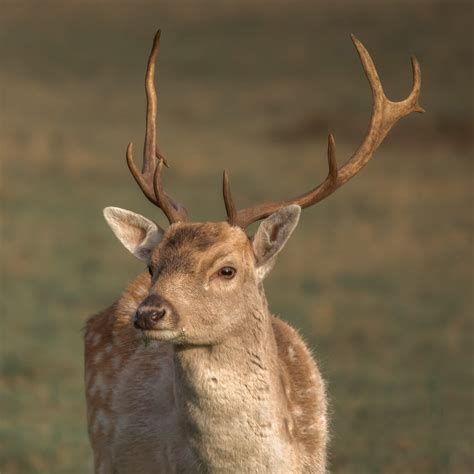 Damhert Fallow Deer Ytje Veenstra Flickr