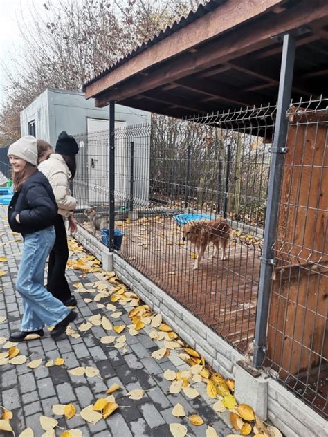 Wyjazd do schroniska dla zwierząt Szkoła podstawowa