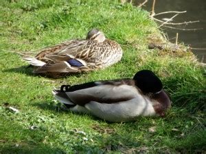 Sleeping Ducks Kelvin Peach Photography