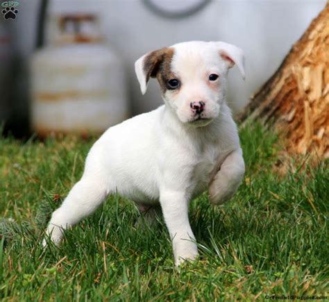 Meet the Adorable Long-Haired Jack Russell Terrier Puppy: See Photos Here!