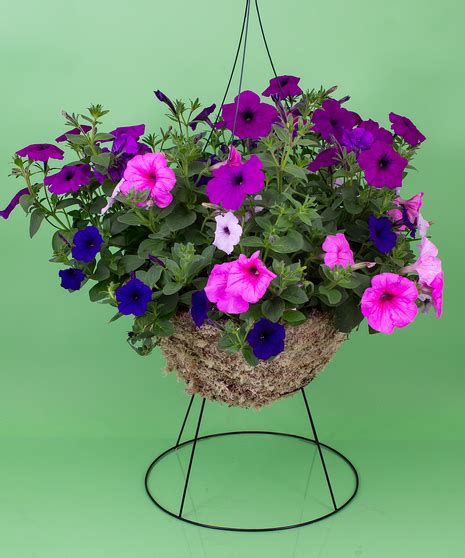 Hanging Petunia - Same Day Delivery, Danvers, MA - Currans Flowers