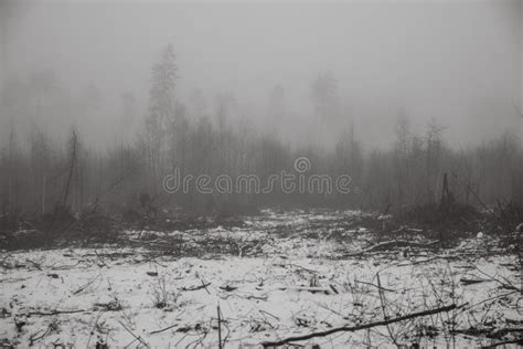 Forest With Deep Fog And Snow Low Visibility Stock Photo Image Of