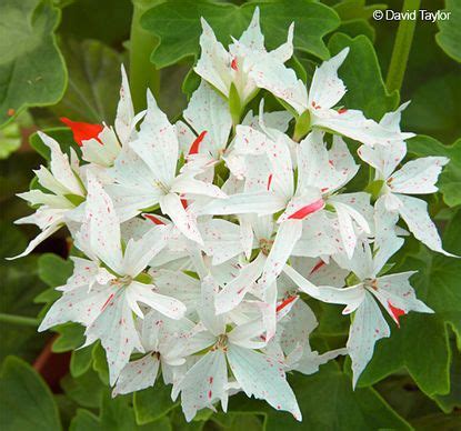 Pelargoner, Trädgårdsdesign, Palmyra
