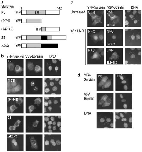 Modulation Of The Subcellular Localization Of Borealin By Survivin