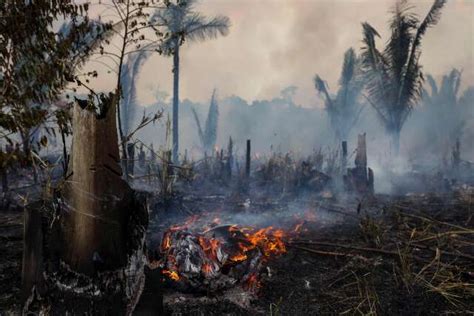 Environnement Au Br Sil La D Forestation De Lamazonie R Duite De