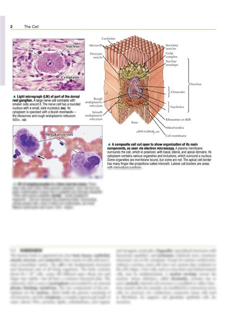 SOLUTION Netter S Essential Histology Studypool