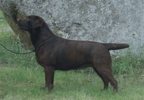 Chien Elevage Du Clos Des Trois Cerisiers Eleveur De Chiens