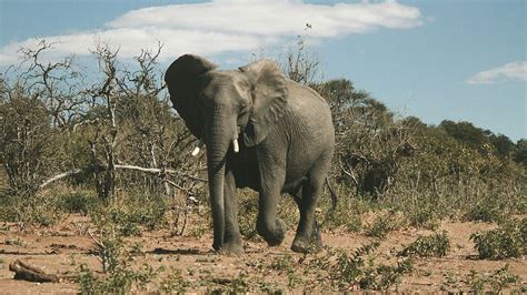 Warum Will Botswana Elefantenherden Nach Deutschland Schicken