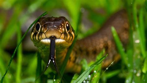 1920X1080 HD Snake Wallpapers - Top Free 1920X1080 HD Snake Backgrounds ...