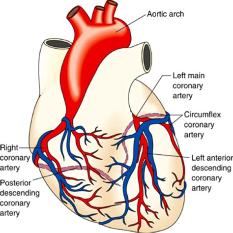 Chapter 38 Care Of Patients With Acute Coronary Syndrome Flashcards