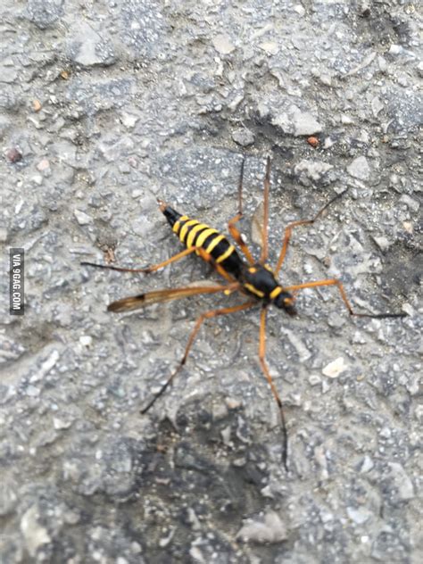 The Biggest Nope Just Happened To Me Spider Wasp Hybrid 9GAG