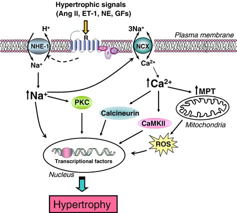 The Role Of Nhe In Myocardial Hypertrophy And Remodelling Journal