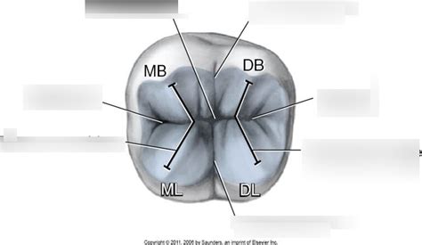 Mand 2nd Molar Label Occlusal Table Diagram Quizlet