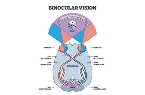 Reference Subject Guide Binocular Vision Disorder On Tumblr