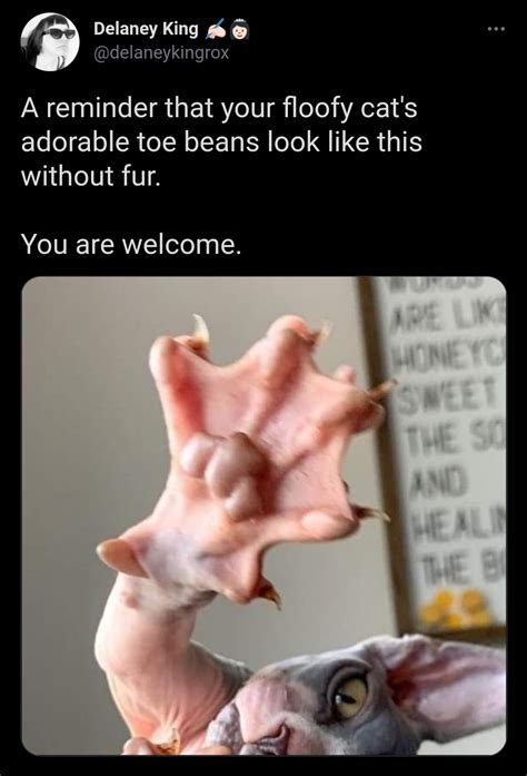 Thanks I Hate Naked Cat Beans R TIHI