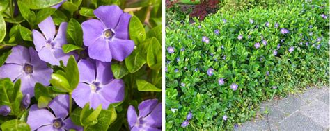 Vinca Ground Cover - Hopes Grove Nurseries
