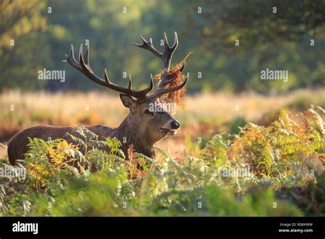 A Male Red Deer Stag Bellowing During The Rut Stock Photo Alamy