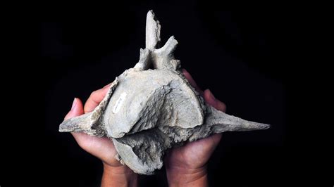 Newly Discovered Fossil Shows Spectacular Megalodon Attack Goevry