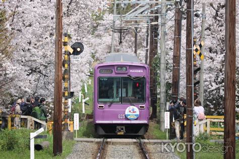 嵐電桜のトンネル3 京都写真ギャラリー 京都観光情報 Kyotodesign