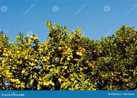 Orange and lemon tree stock photo. Image of tangerie - 23052810